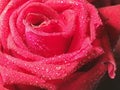 RedÃ¢â¬â¹ rose closeup byÃ¢â¬â¹ smartphone